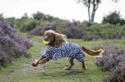 Rukka Pets - Zebra overall