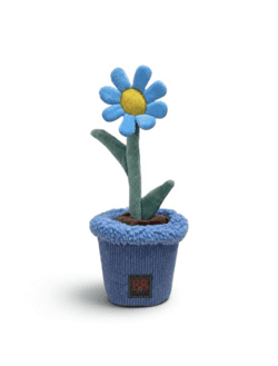 B&B - Pawtanic Garden Daisy