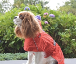 Rukka Pets - Hayton x raincoat - Rød