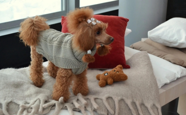 Rukka Pets - Teddy Toy