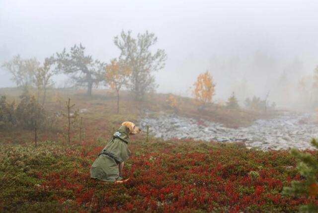 Rukka Pets - Ripple Raincoat - Dark Olive