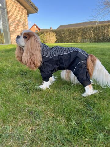 Dogman - Regnoverall Dot