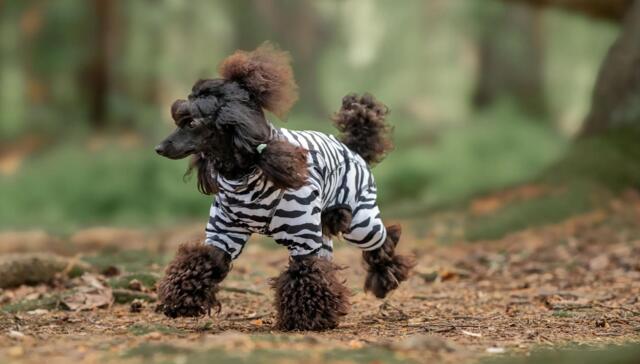 Rukka Pets - Zebra overall