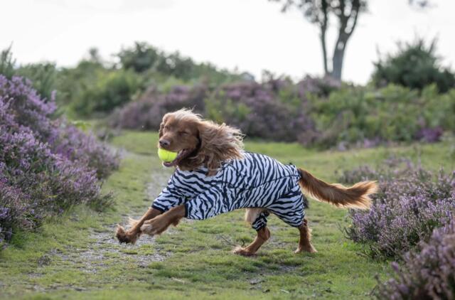 Rukka Pets - Zebra overall
