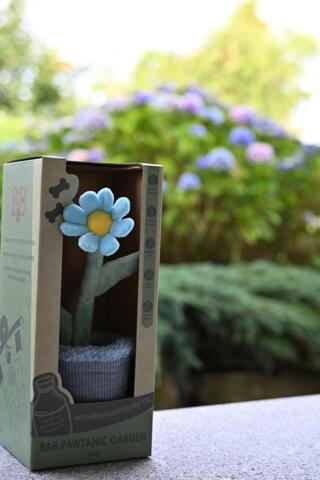 B&B - Pawtanic Garden Daisy