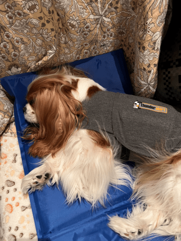 ThunderShirt Tryghedsskabende trøje S