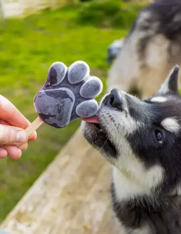 HOKUŌ™ PAW-SICLE KIT Kylling