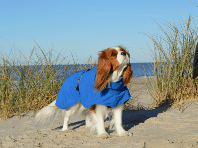 Rukka Pets - Discovery 3In1 Coat