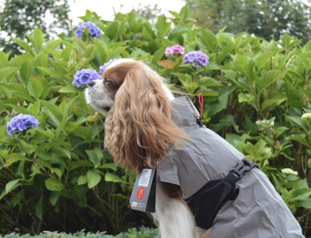 Rukka Pets Shine raincoat ( Refleks )