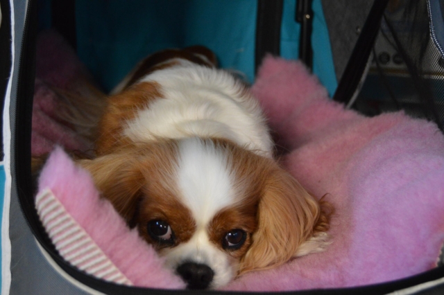 Vetbed - Original rosa