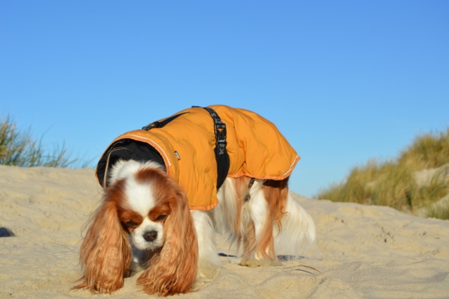 Rukka Pets - Bubble Coat