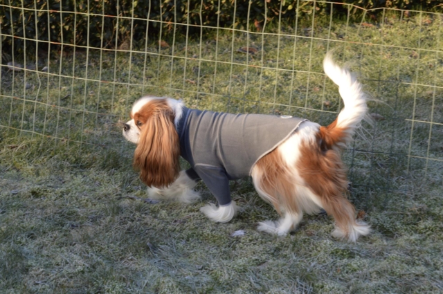 GF Pet - Gondola base lag, Charcoal