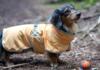 Rukka Pets - Crisp Cooling UV Jacket