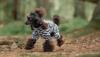 Rukka Pets - Zebra overall