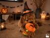 Companion - Halloween Græskar plyslegetøj