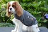 ThunderShirt Tryghedsskabende trøje S