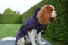 Rukka Pets - Trust Foil Coat