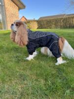 Dogman - Regnoverall Dot