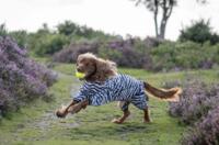 Rukka Pets - Zebra overall